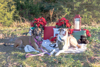 Pedersen Family Portraits (Fall 2023)(Matte)