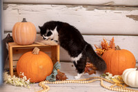 Abby's Fall Portraits 2024