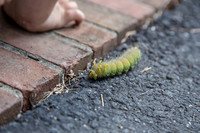 Baby John And The Giant Luna Moth Catepillar Oct 2014